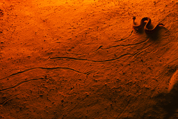 sidewinder